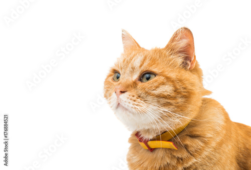 Fototapeta Naklejka Na Ścianę i Meble -  red cat isolated