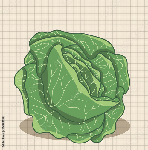 on the background of a sheet of cabbage paper