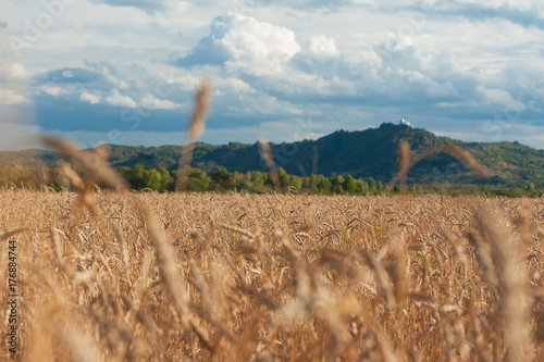 wheat field in mountains on...