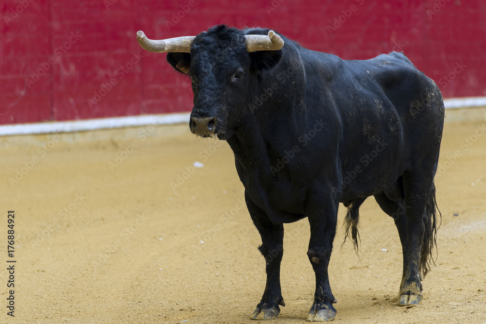 TORO EN EL RUEDO