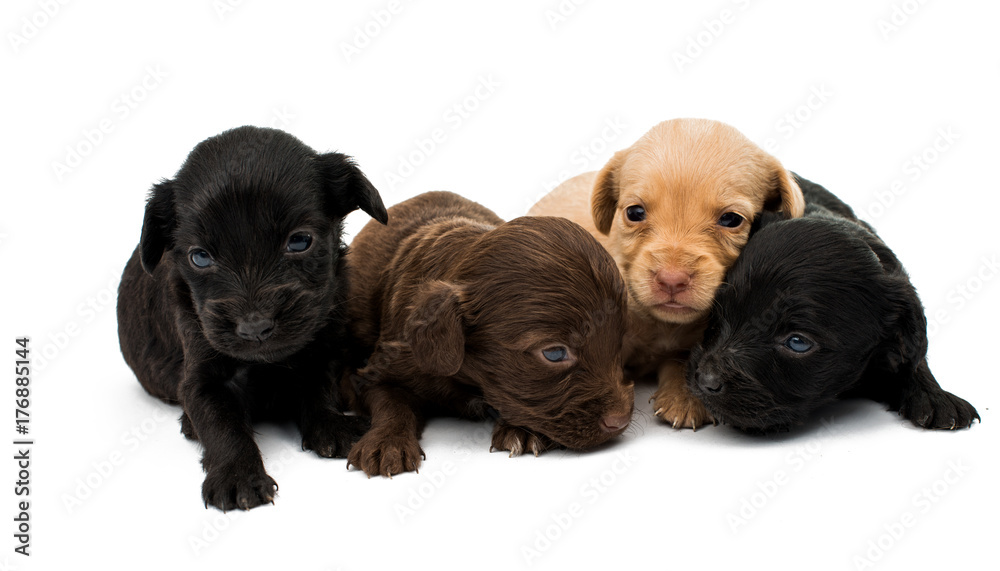 little puppies isolated