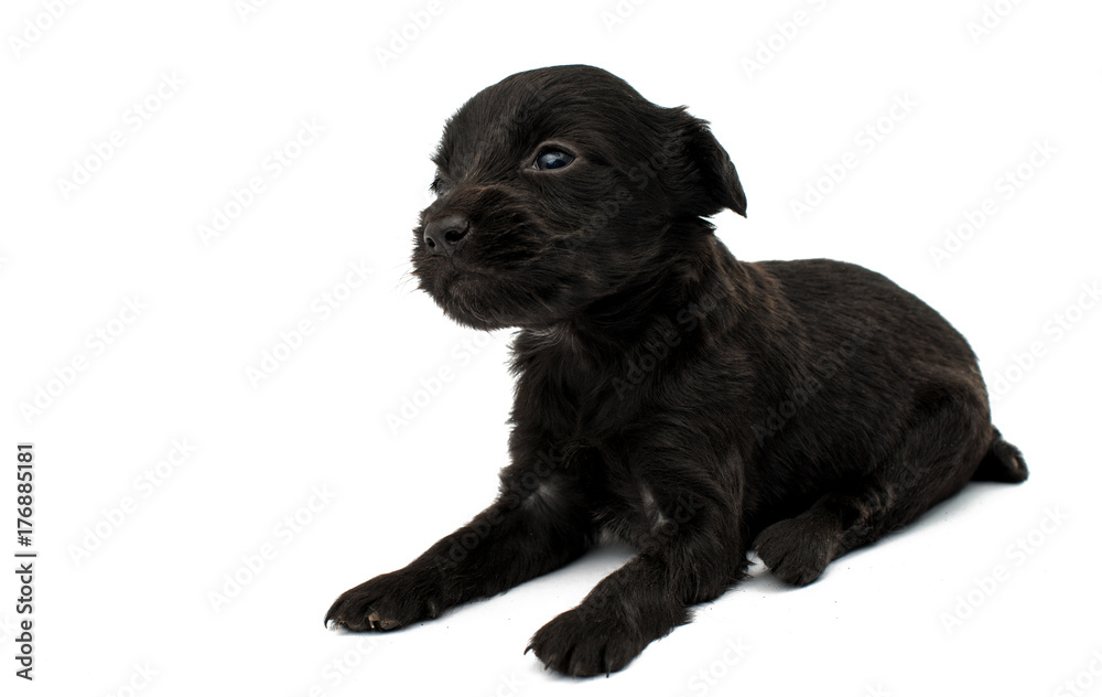 Fototapeta premium little puppies isolated
