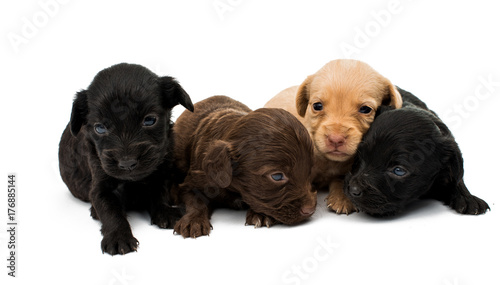 little puppies isolated