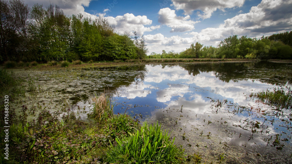 Obraz premium pond