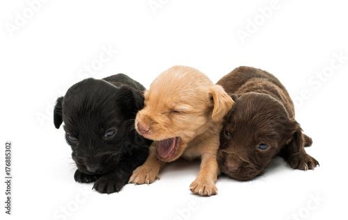 little puppies isolated