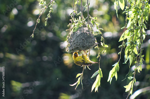 Cape weaver hanging on nest