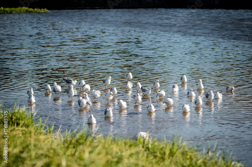 Flock of sea gulls