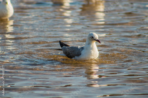 Hautlib's gull