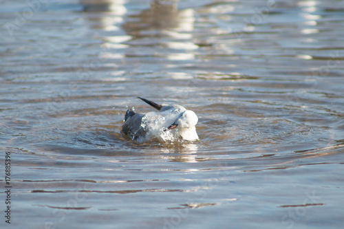 Sea gull bathing