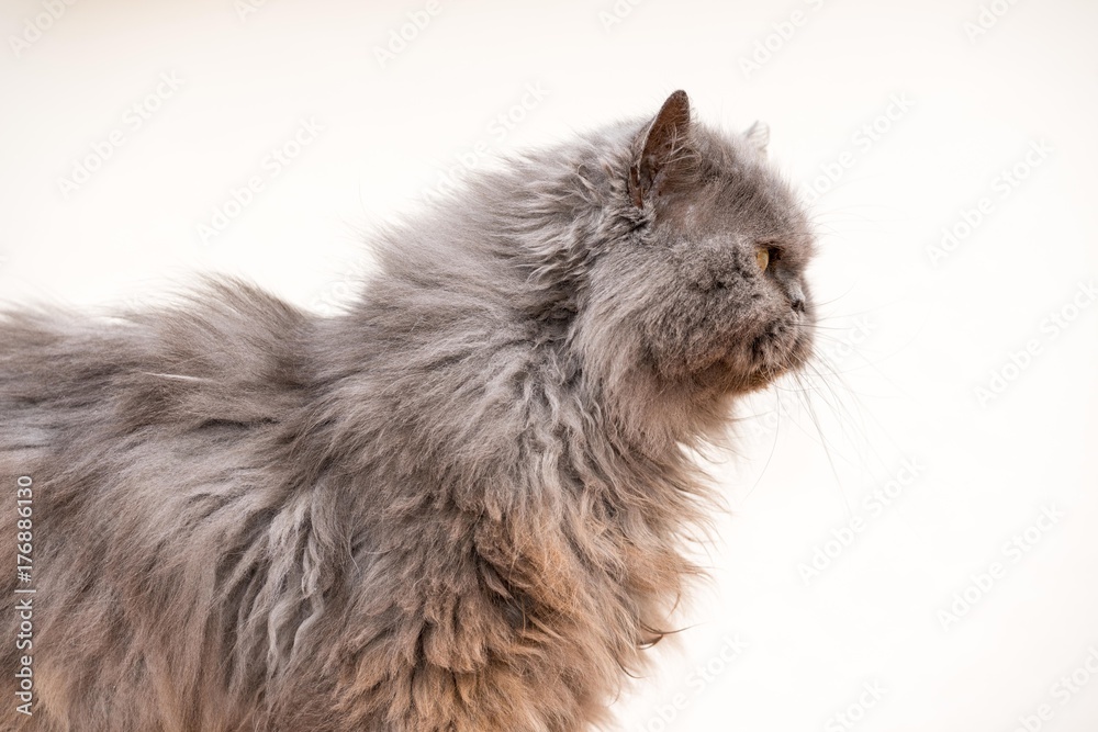 Chat Persan De Profil Stock Photo Adobe Stock