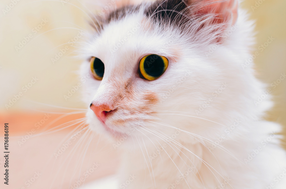 White cat Portrait White cat Portrait