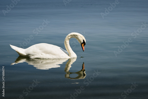 Fototapeta Naklejka Na Ścianę i Meble -  Swan gazing at its own reflection