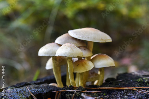 An inedible mushroom growing in the forest during the autumn.