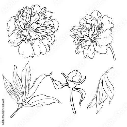Set of monochrome peony flowers, leaves and bud on whit background. Ink sketch. Hand drawn vector illustration.