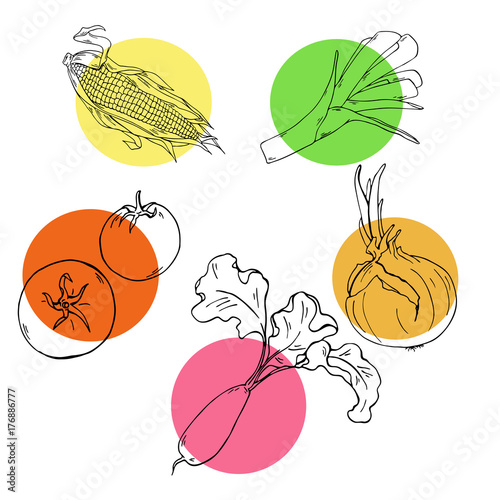 Set of fresh vegetables: corn, tomato, radishes, kohlrabi and onion isolated on white background with colored spots. Ink sketch. Hand drawn vector illustration.