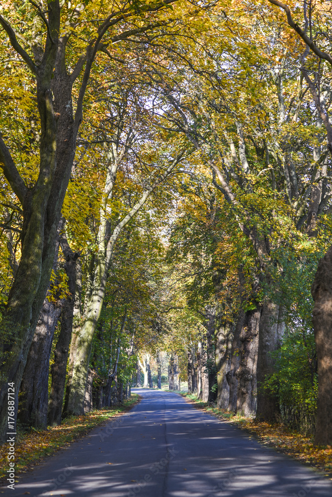 Road in the tunnel of trees in autumn