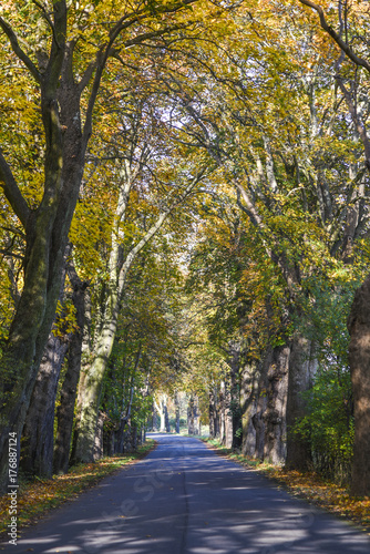 Road in the tunnel of trees in autumn
