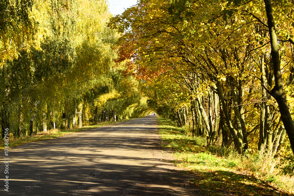 a tunnel of trees in autumn