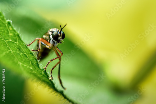 Yellow Legged Robber Fly on the Lookout © Jim