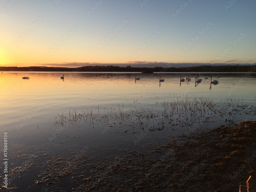 Swans on the Loch of Skene at Sunset