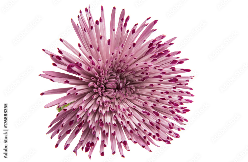 pink chrysanthemum pink chrysanthemum