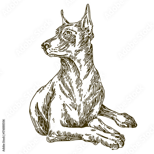 Dog. Doberman. Sketch. Vector illustration.