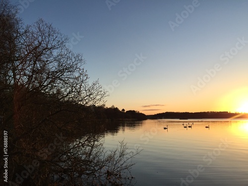 Swans on the Loch of Skene at Sunset © jmclellon