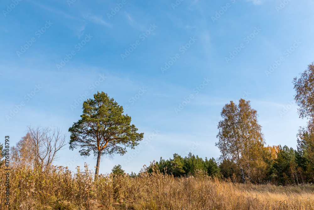 Fototapeta premium autumn landscape with pine and birch
