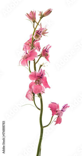 Fototapeta Naklejka Na Ścianę i Meble -  Wild flowers isolated