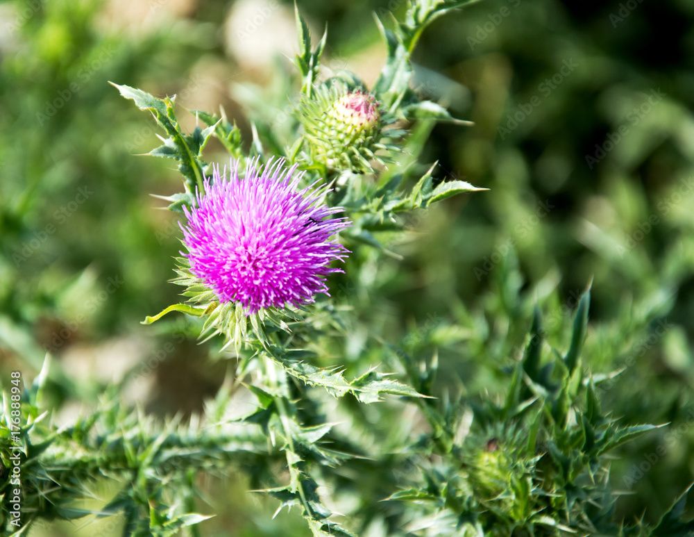 weed fluffy bright pink thorn with sharp needles. weed fluffy bright pink thorn with sharp needles.