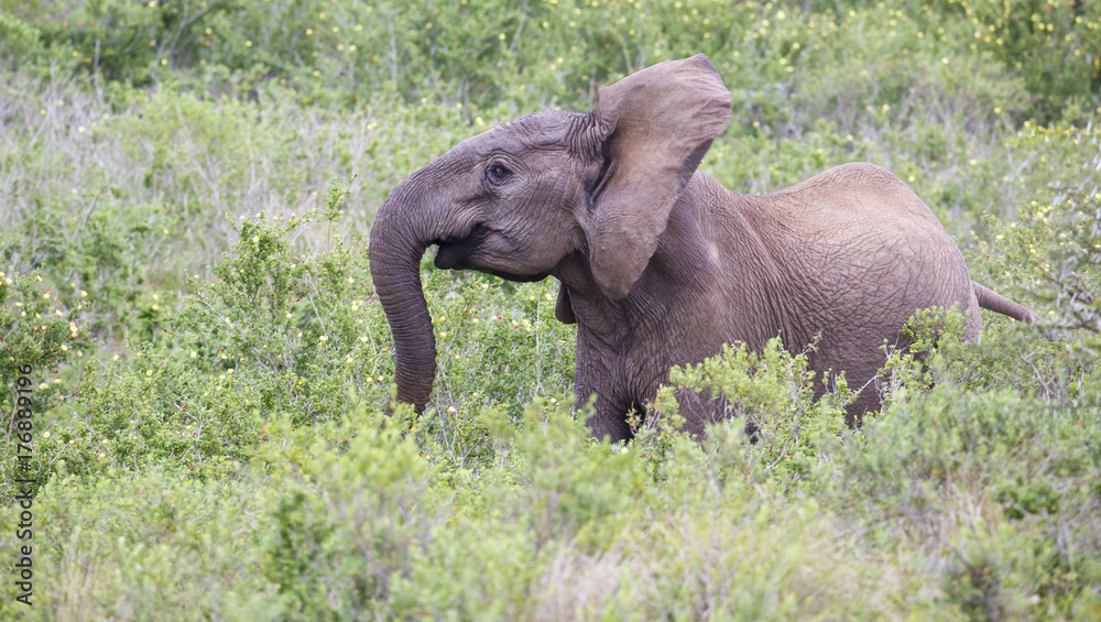 Fototapeta premium Excited Young African Elephant
