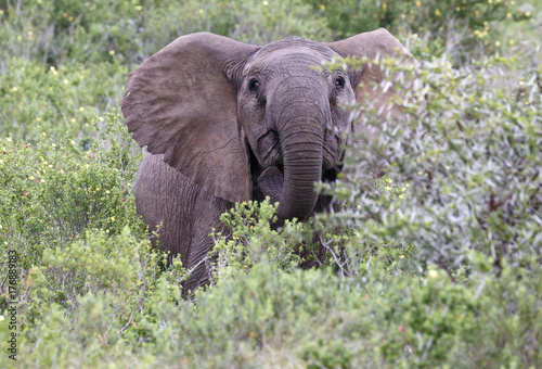 Excited Young African Elephant