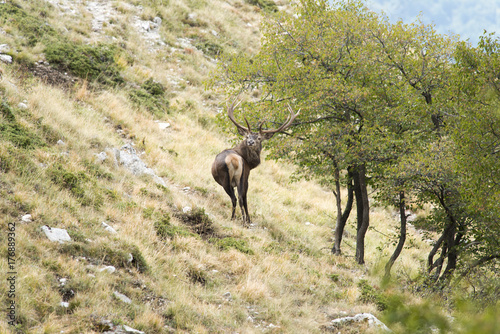 Cervo nel periodo degli amori - Parco Velino Sirente Abruzzo © Massimiliano