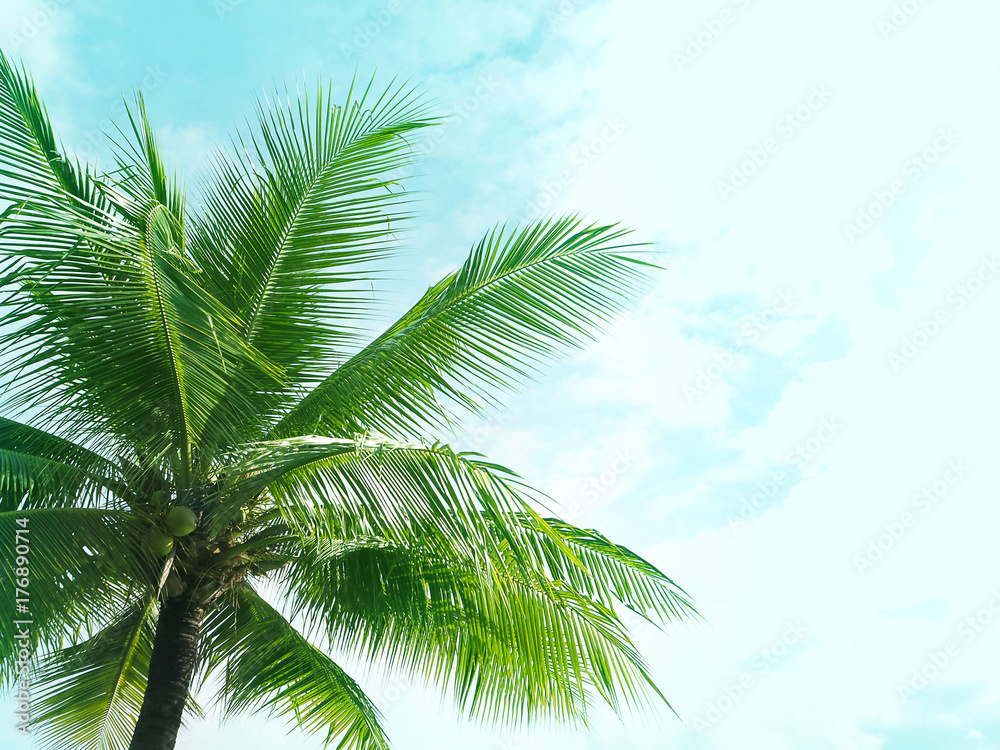 coconut palm tree for summer background
