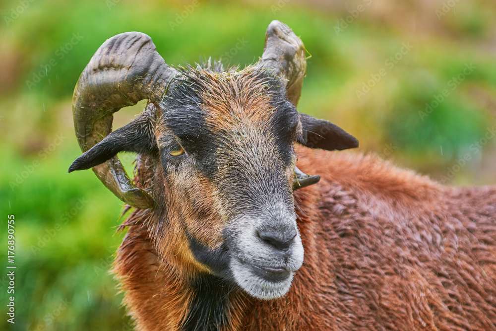 Portret of Ram Portret of Ram