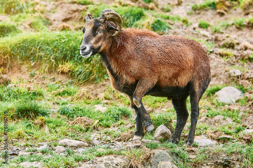 Ram on Pasture