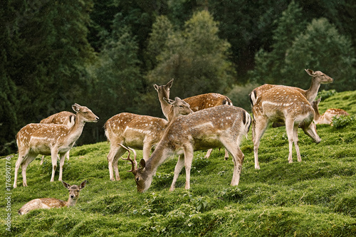 Deers near the Forest © Sergej Razvodovskij