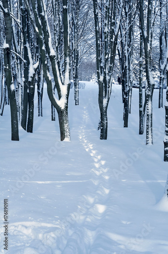 footprints on snow in forest
