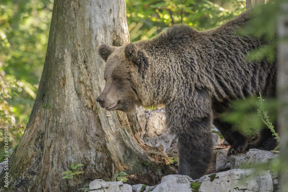 Obraz premium Male brown bear