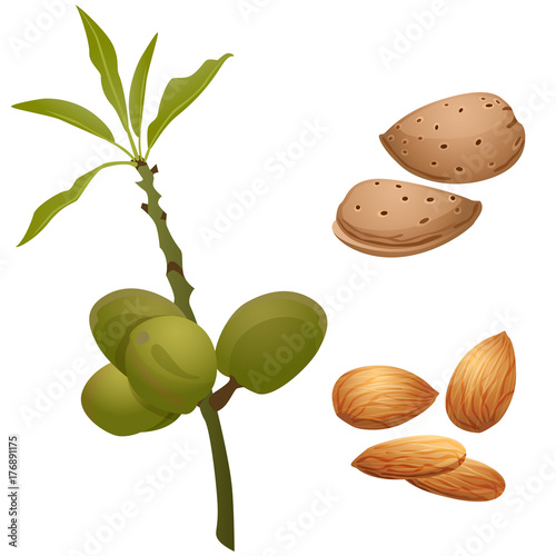 Almond plant, nuts and peeled kernels / Part of almond branch with the fruits, nuts in the shell and peeled nuts
