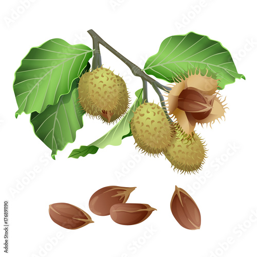 Fotografia Beech plant and nuts / Part of beech branch with the fruits and nuts in the shel