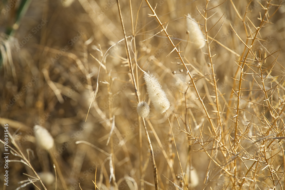 Fototapeta premium Autumn dry grass