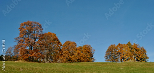Grupa jesiennych drzew na horyzoncie