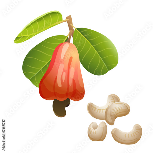 Cashew plant and peeled kernels / Part of cashew branch with the fruit and peeled nuts
