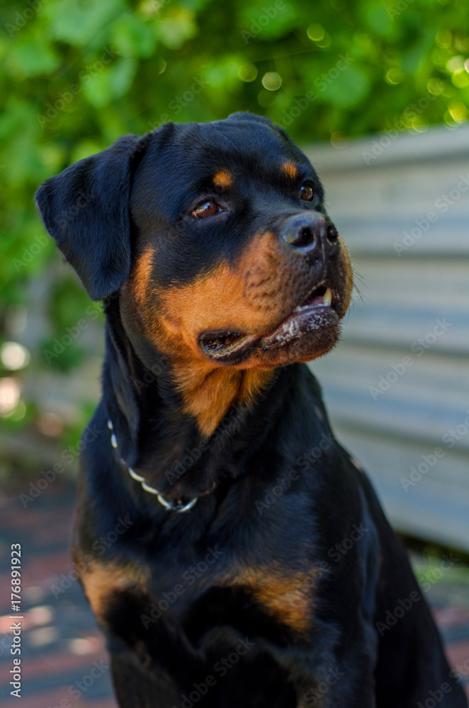 portrait of a dog of breed a rottweiler on walking