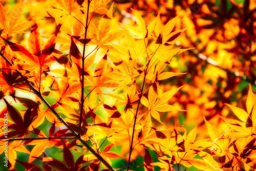 Orange Leaves in Soft Light