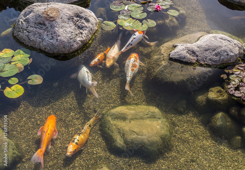 Decorative fish in pond