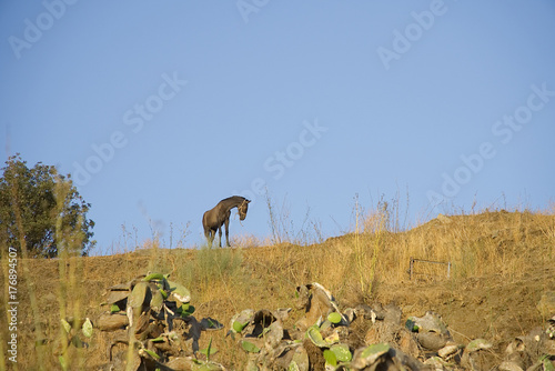 A bay horse on the hill in Almunecar  Granada province  Andalusia  Spain.                               