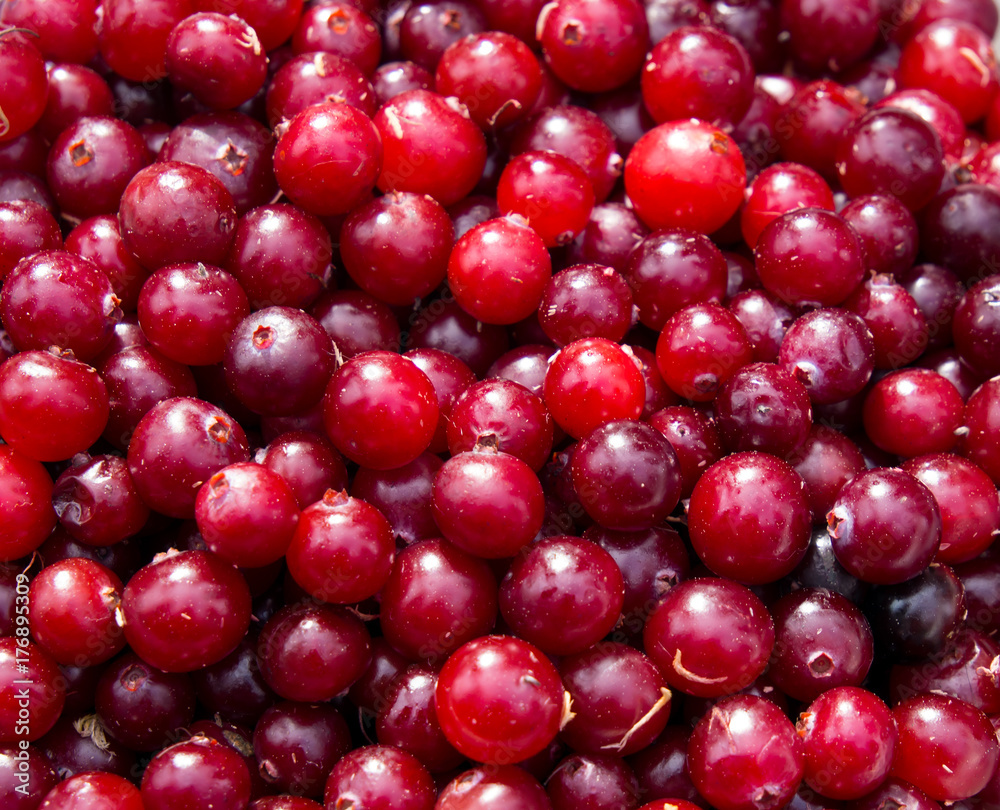 Background made up of a variety of fresh cranberries