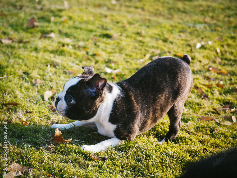 Young Boston Terrier Puppy Playing Outside